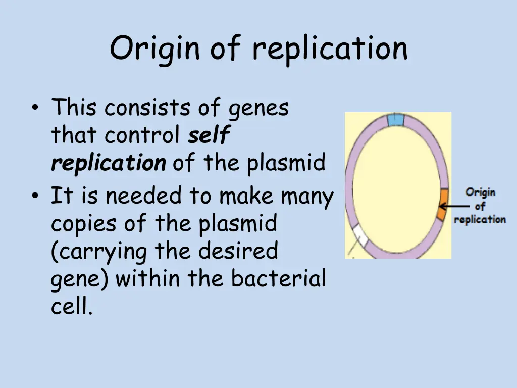 origin of replication