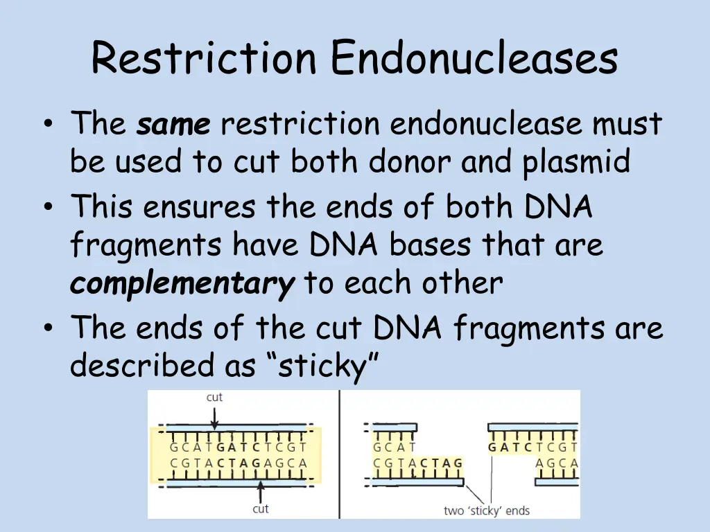 restriction endonucleases the same restriction