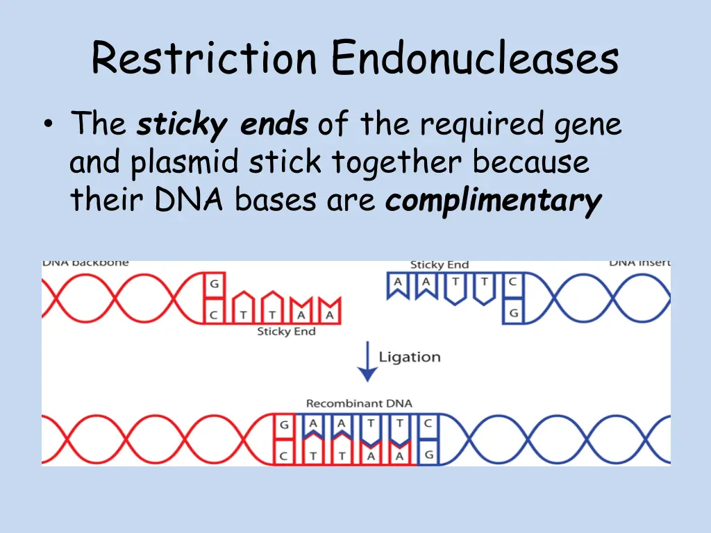 restriction endonucleases the sticky ends