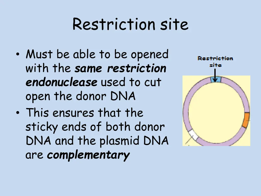 restriction site