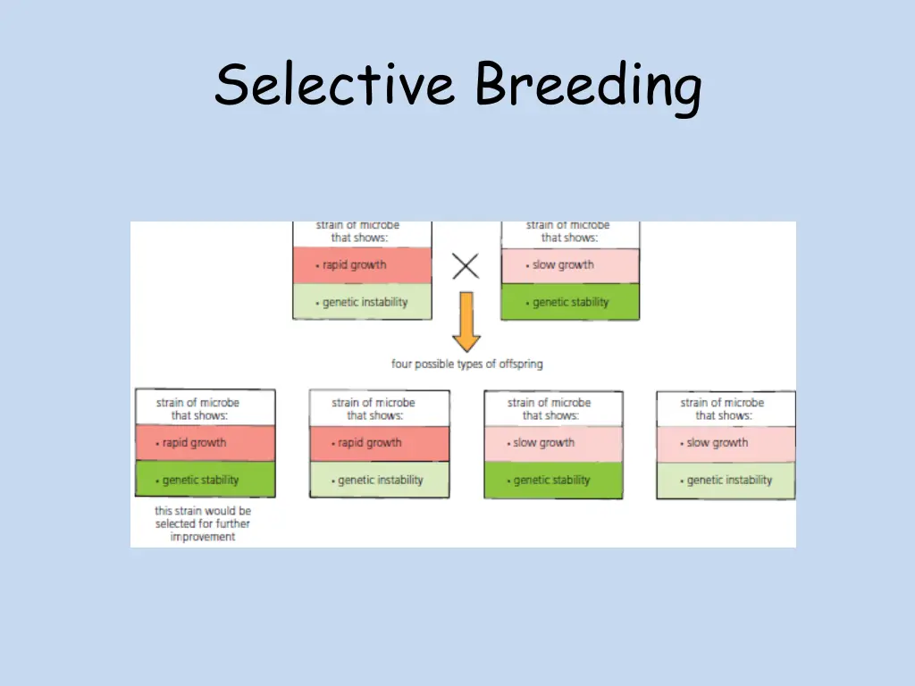 selective breeding 1