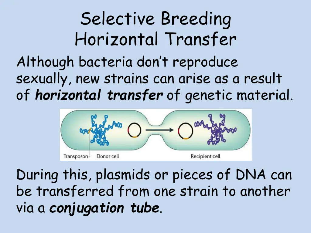 selective breeding horizontal transfer although