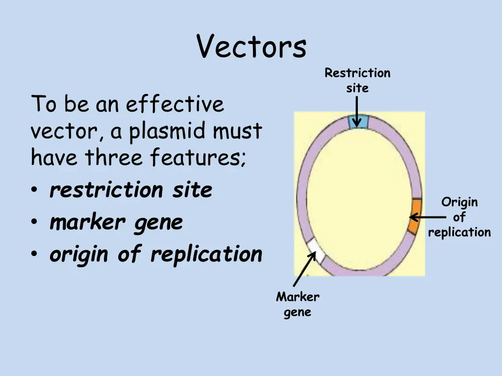 vectors 1