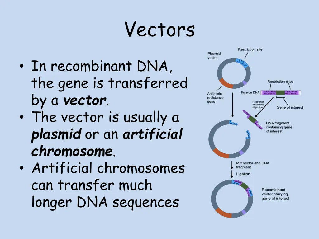 vectors