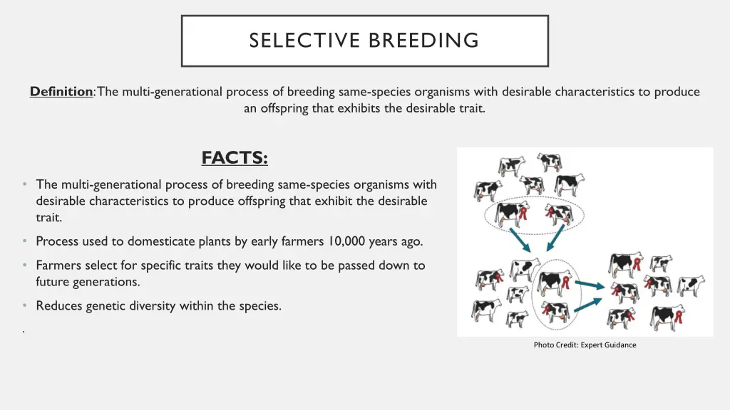 selective breeding