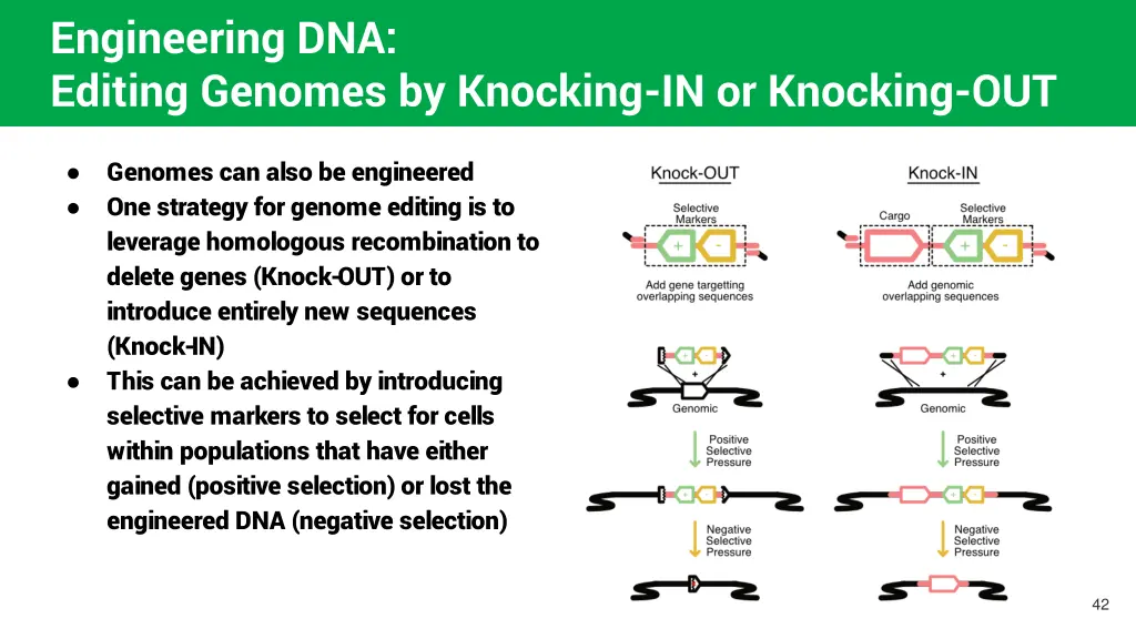 engineering dna editing genomes by knocking