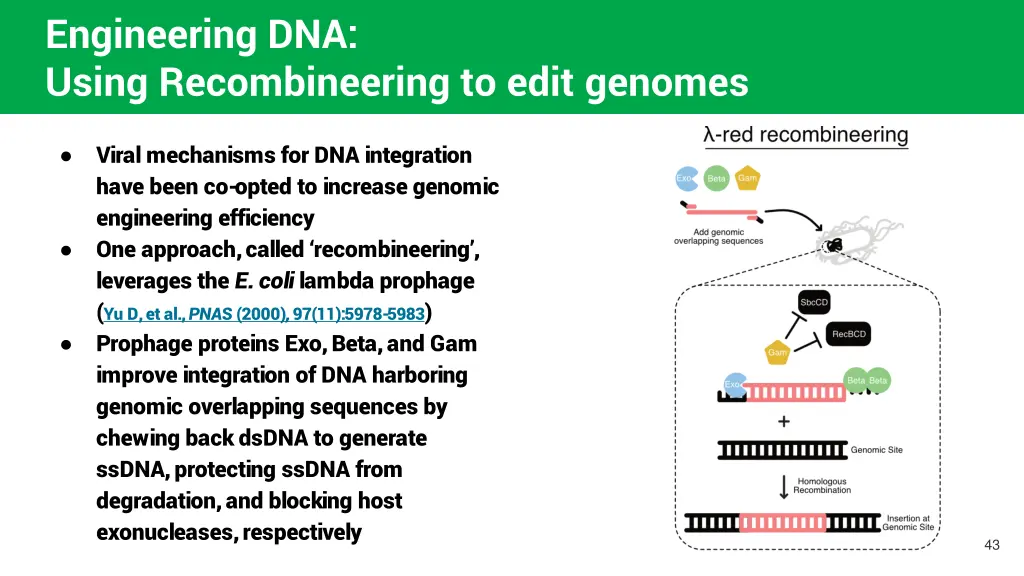 engineering dna using recombineering to edit