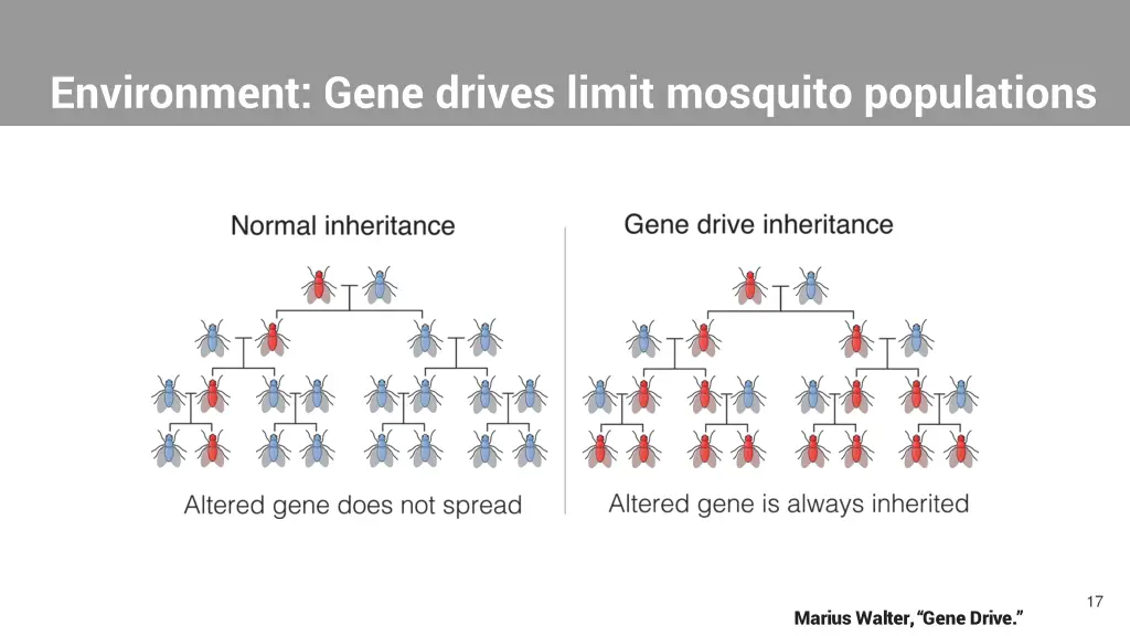 environment gene drives limit mosquito populations 1