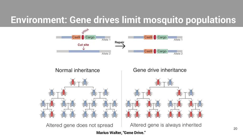 environment gene drives limit mosquito populations 4