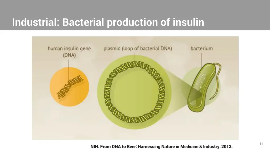 industrial bacterial production of insulin 3