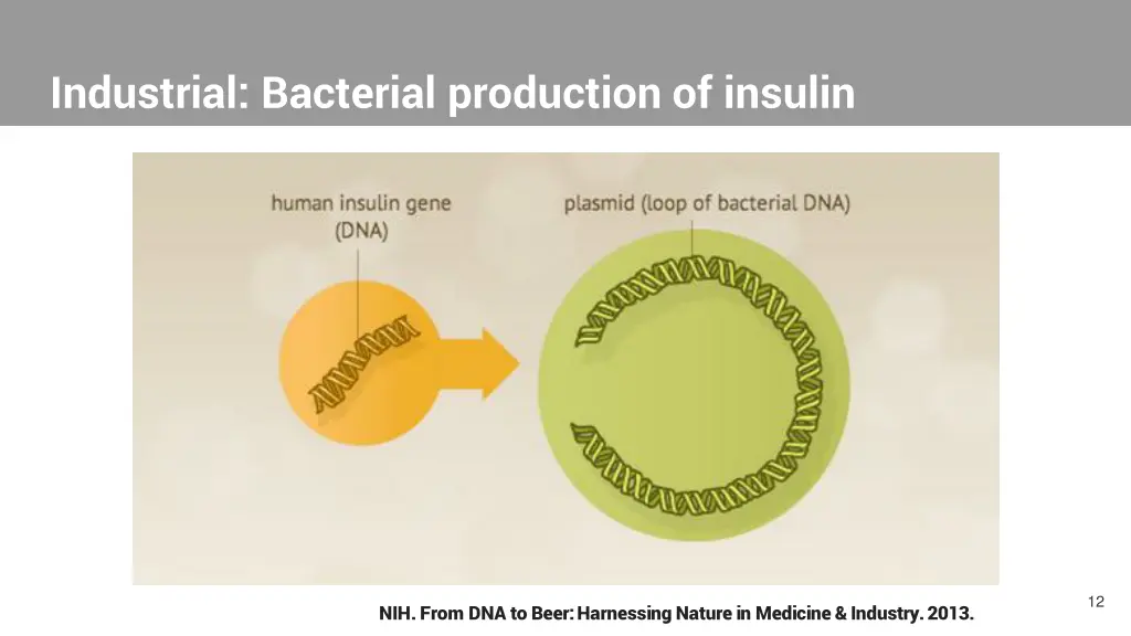 industrial bacterial production of insulin 4