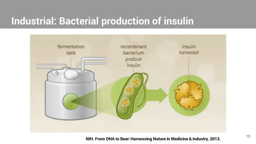 industrial bacterial production of insulin 5