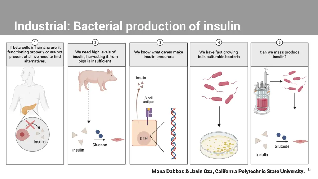 industrial bacterial production of insulin