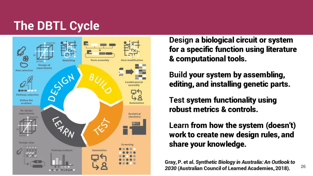 the dbtl cycle