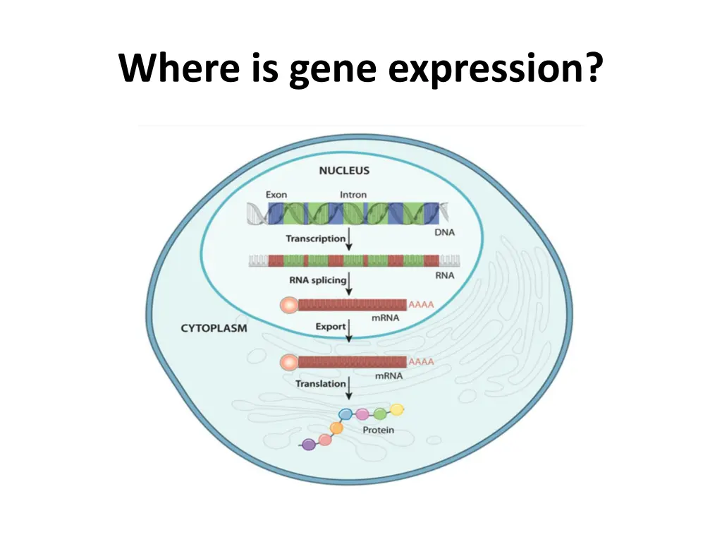 where is gene expression