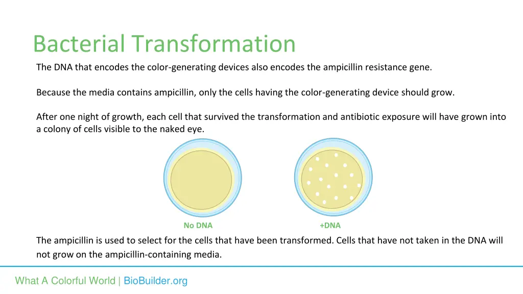 bacterial transformation 1