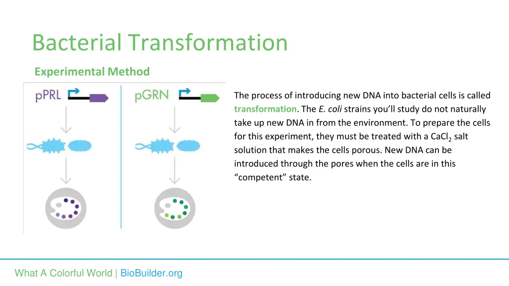 bacterial transformation