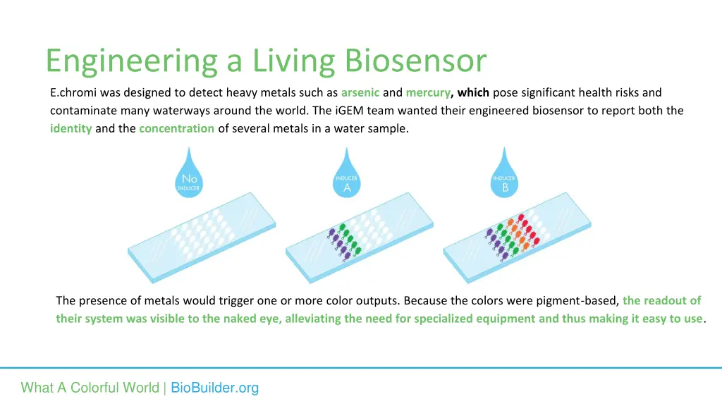 engineering a living biosensor e chromi