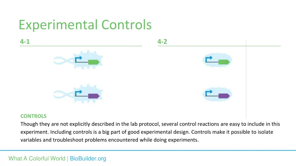 experimental controls