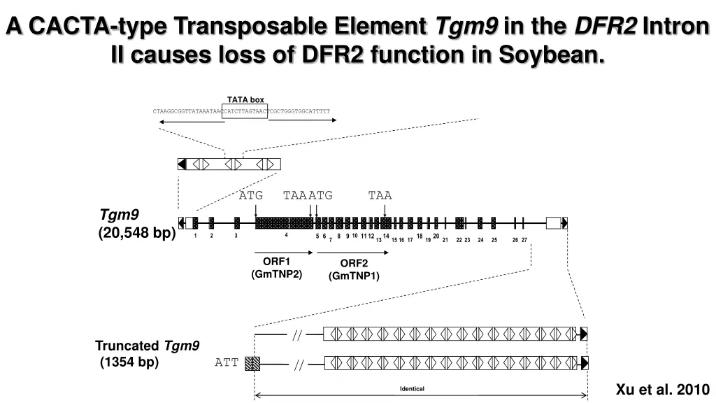 a cacta type transposable element tgm9