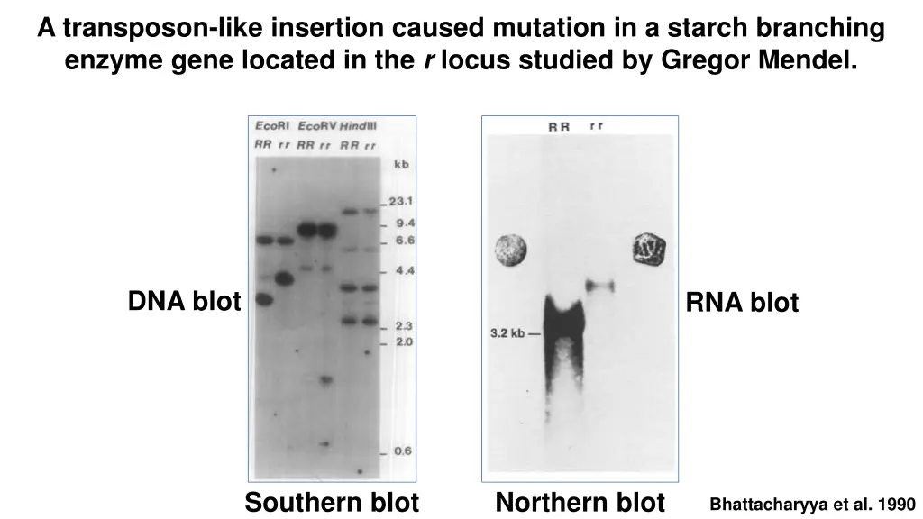 a transposon like insertion caused mutation