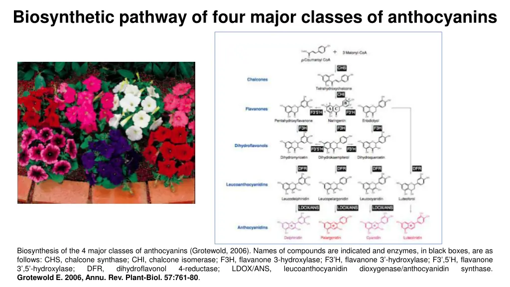 biosynthetic pathway of four major classes