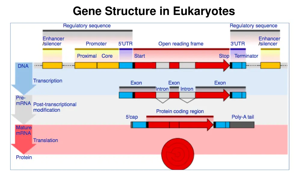 gene structure in eukaryotes