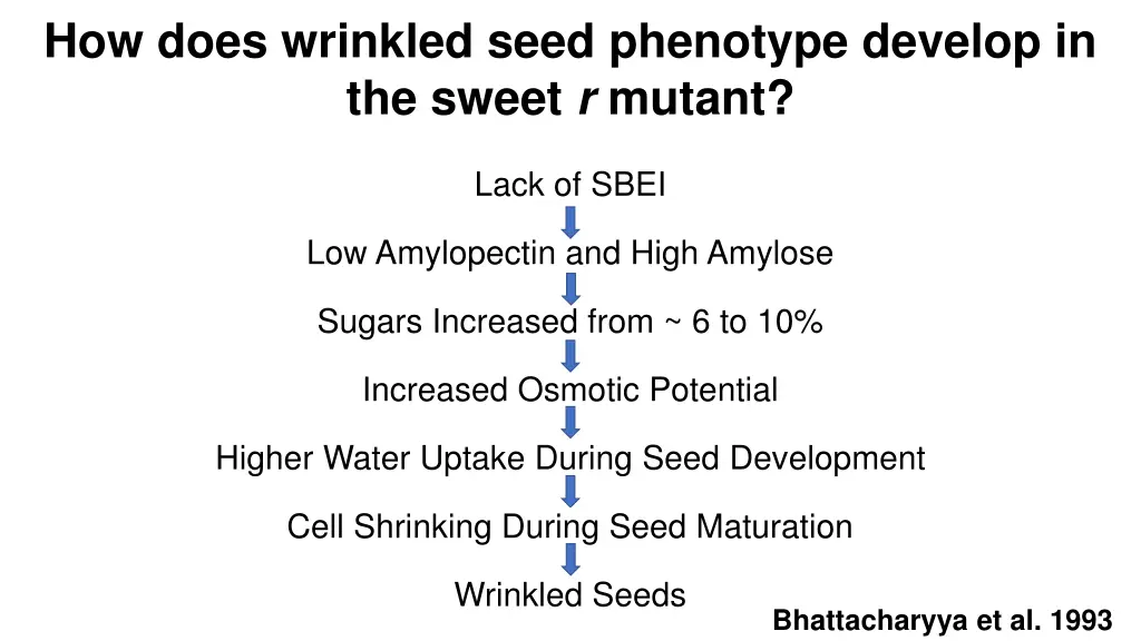 how does wrinkled seed phenotype develop