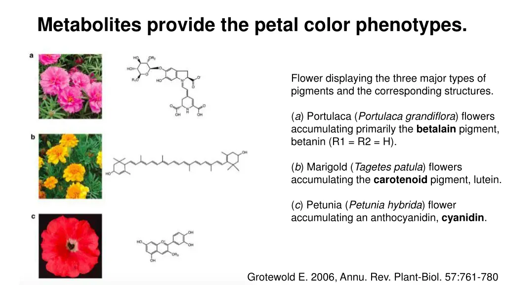 metabolites provide the petal color phenotypes