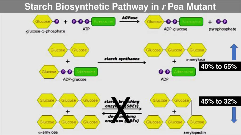 starch biosynthetic pathway in r pea mutant