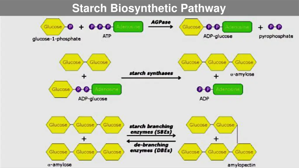 starch biosynthetic pathway