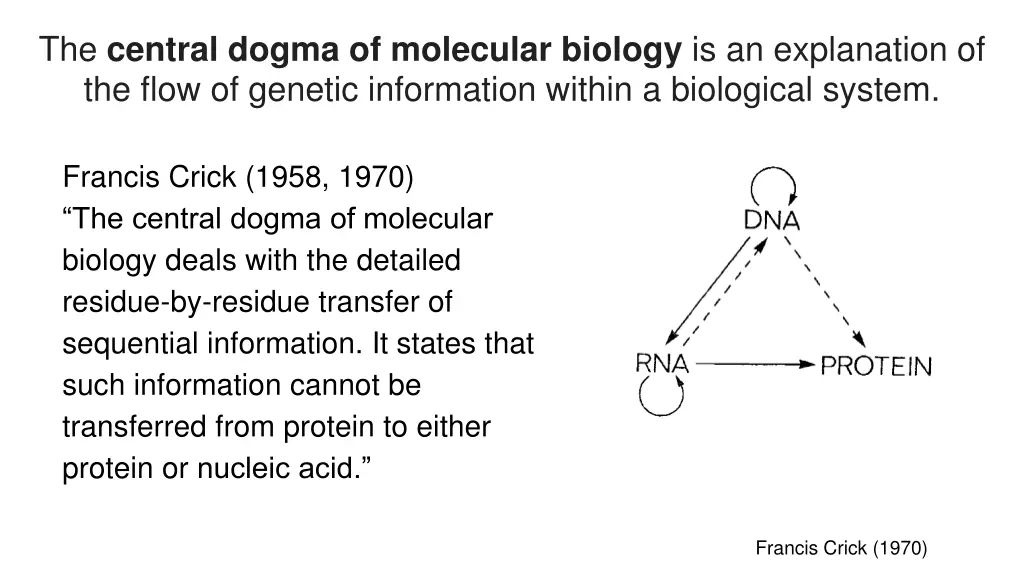 the central dogma of molecular biology