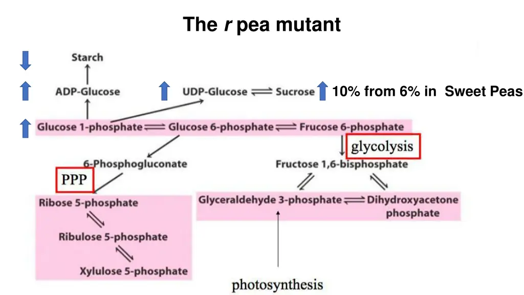 the r pea mutant