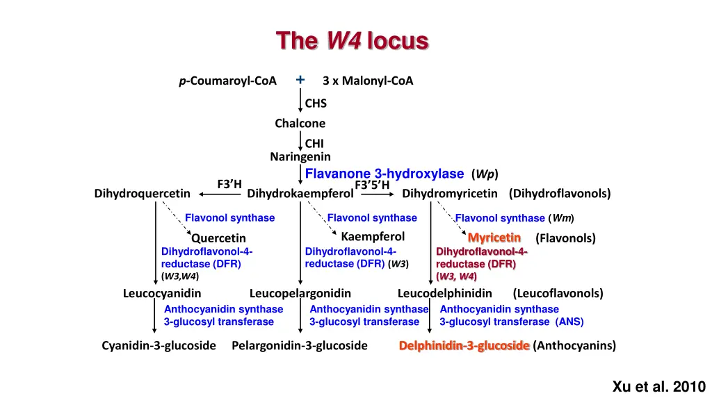 the w4 locus 1