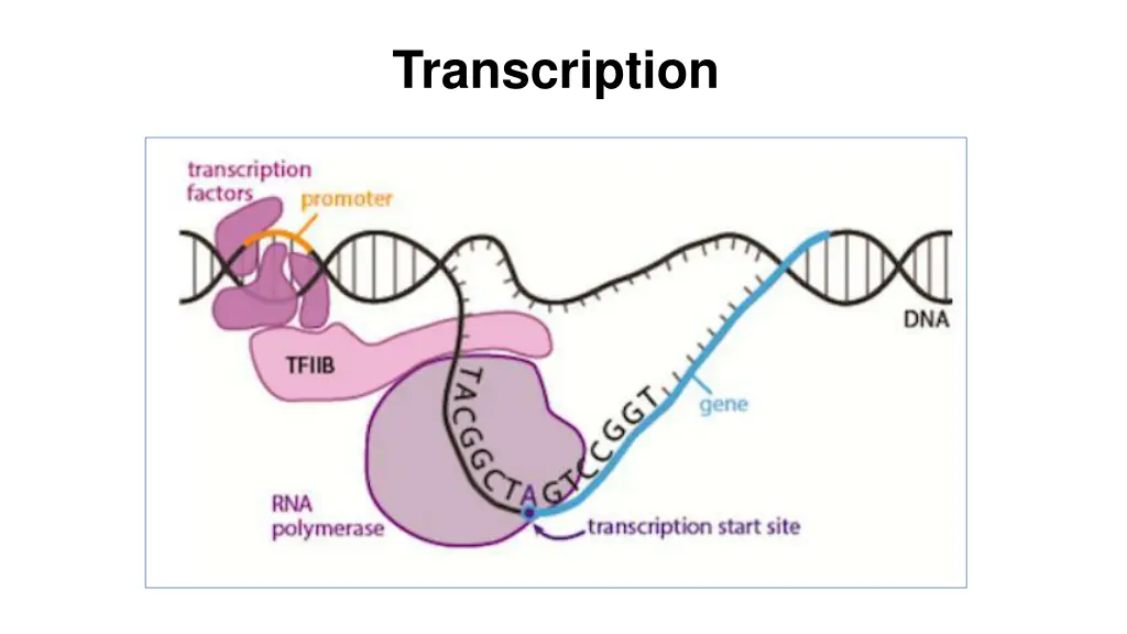 transcription 1