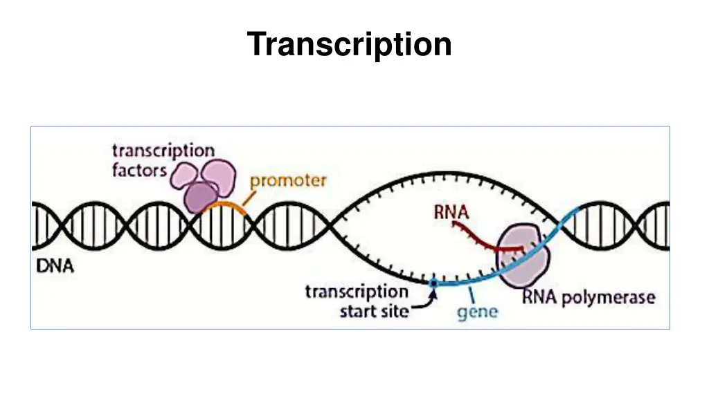 transcription 2