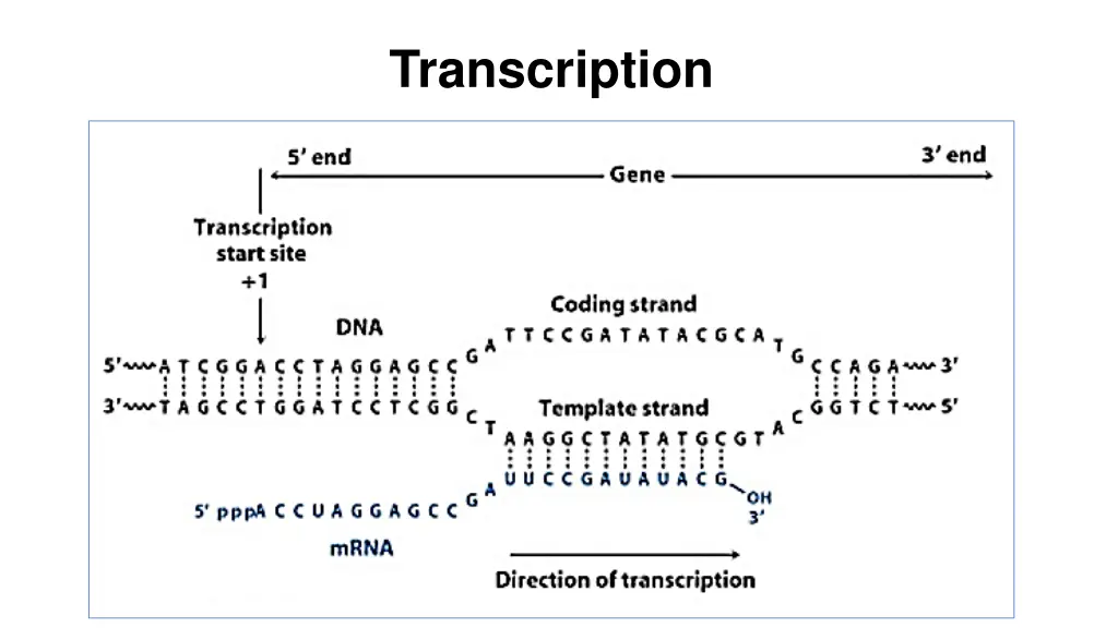 transcription 3