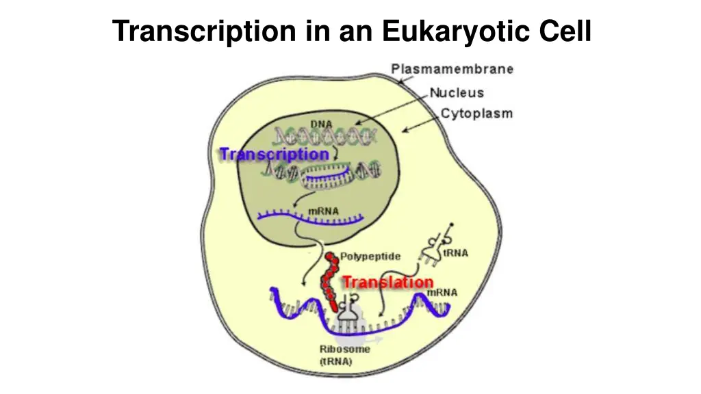 transcription in an eukaryotic cell