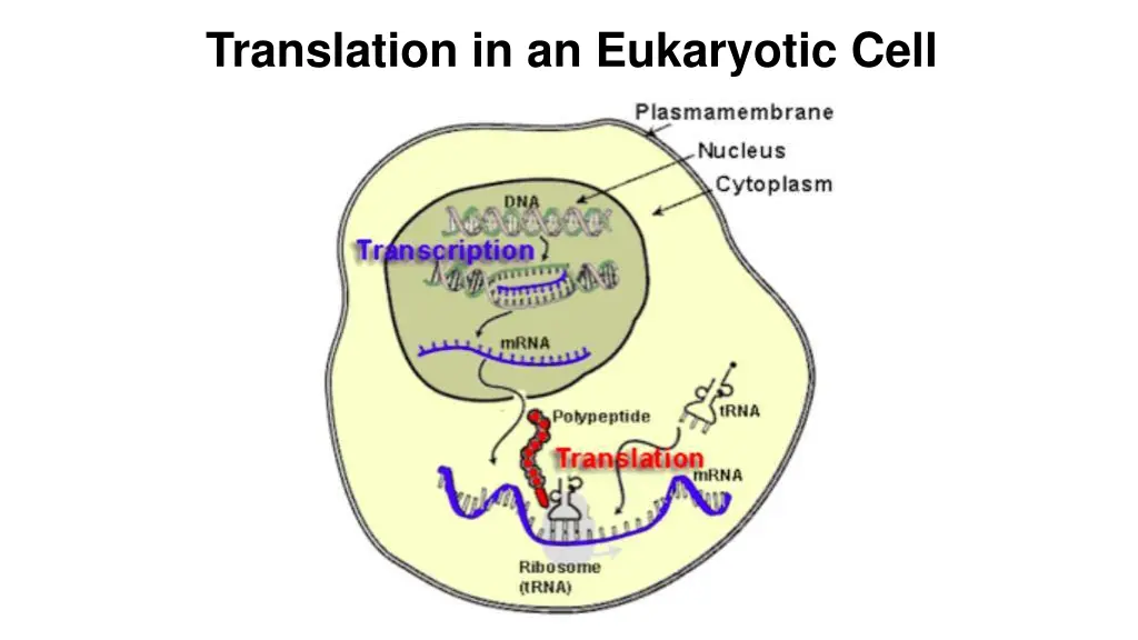 translation in an eukaryotic cell