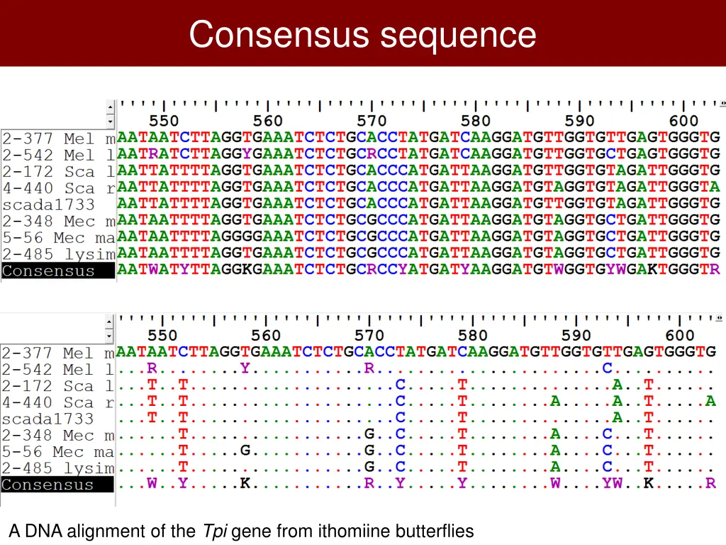 consensus sequence 1