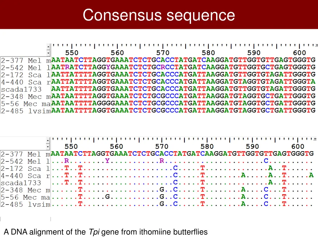 consensus sequence