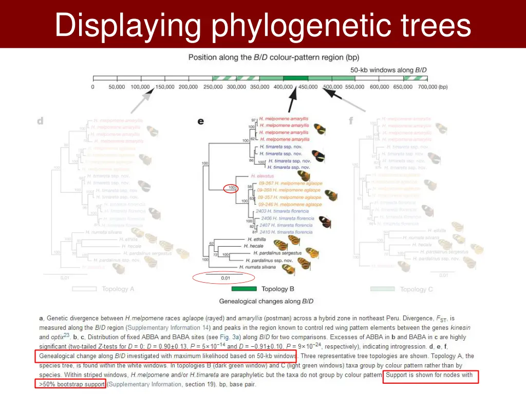 displaying phylogenetic trees