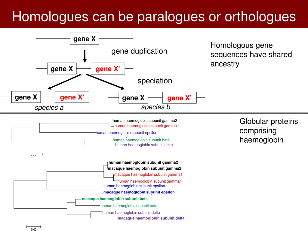 homologues can be paralogues or orthologues