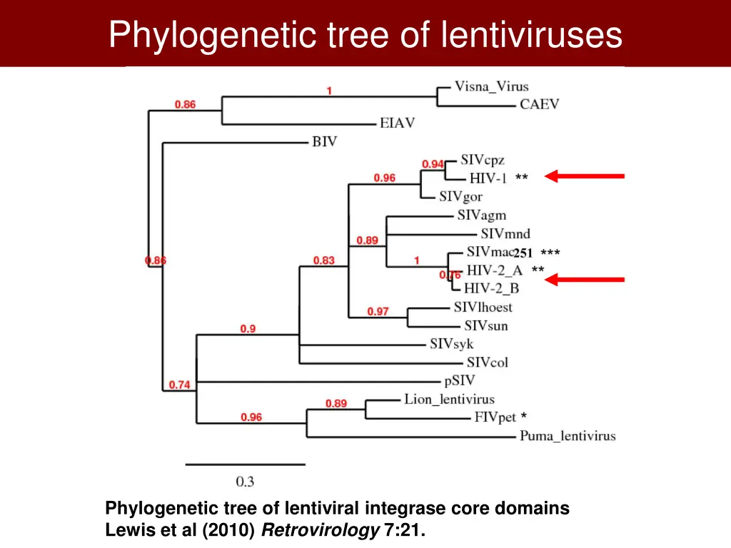 phylogenetic tree of lentiviruses