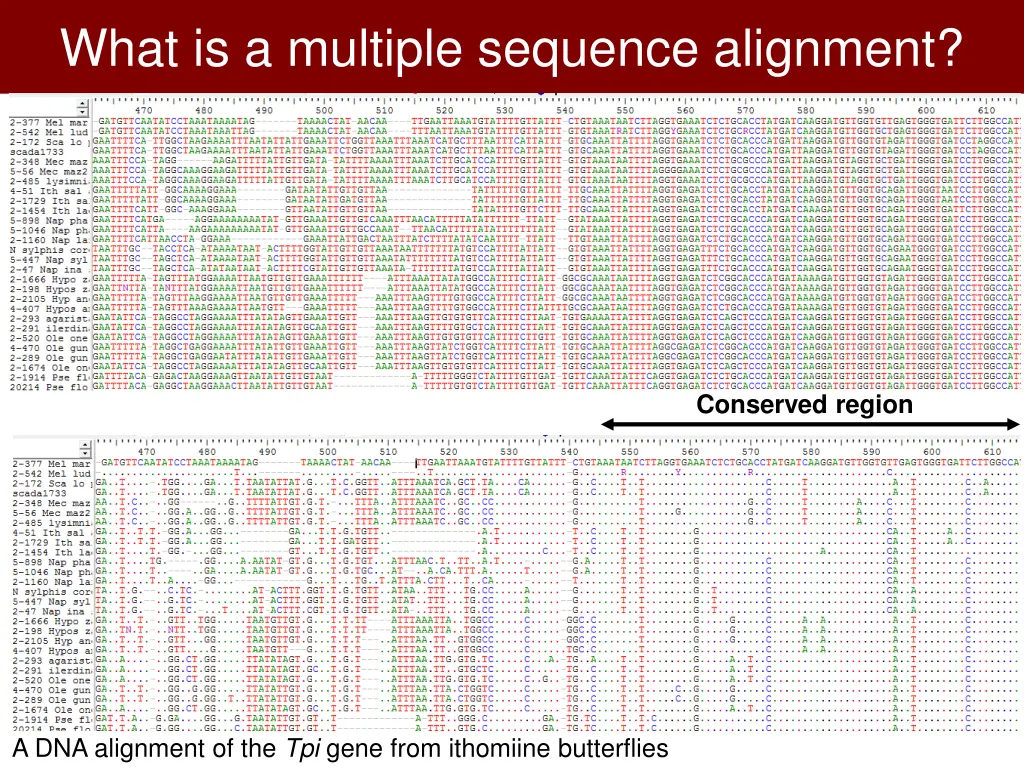 what is a multiple sequence alignment