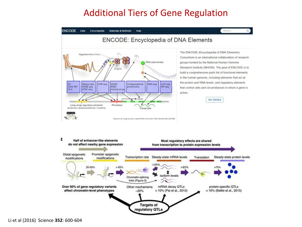 additional tiers of gene regulation