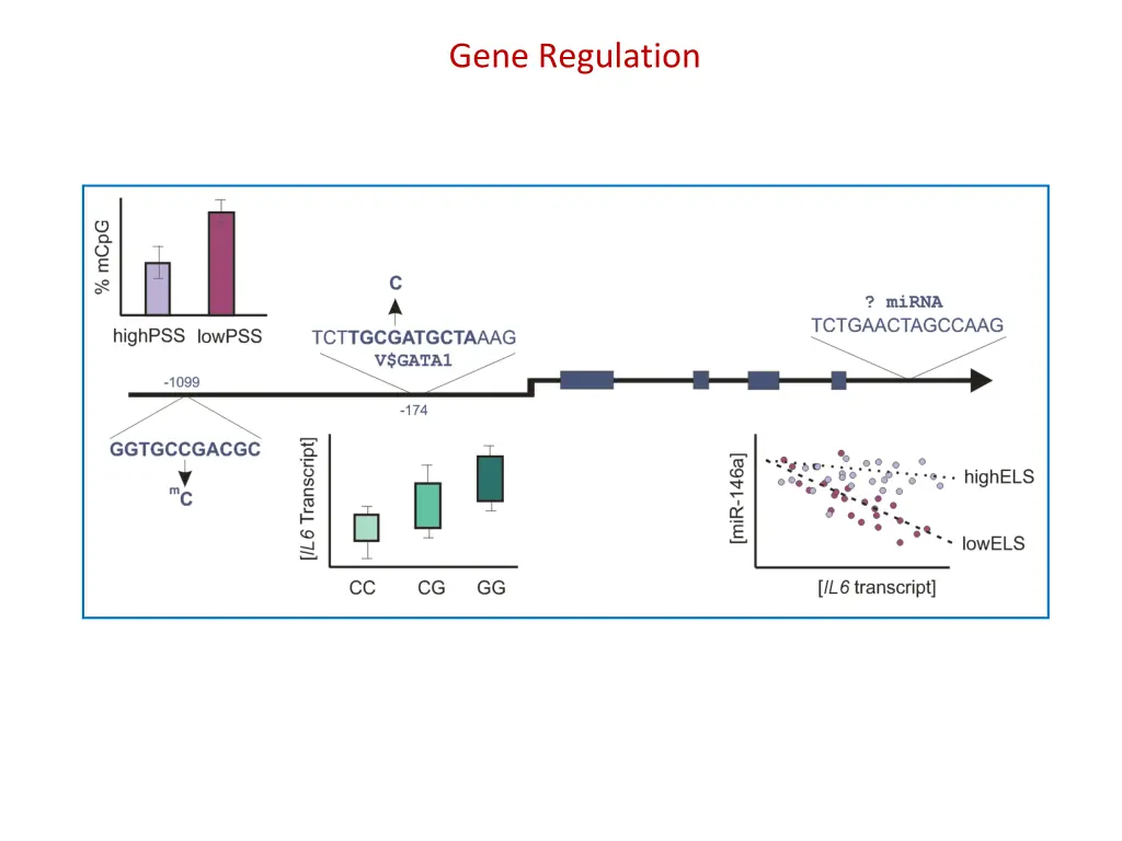 gene regulation