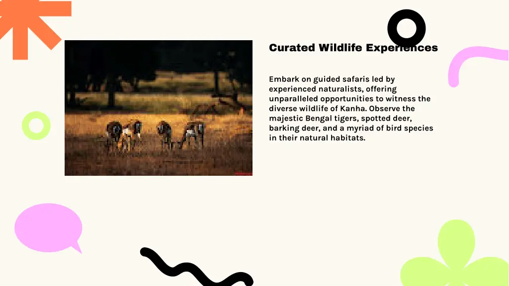 curated wildlife experiences