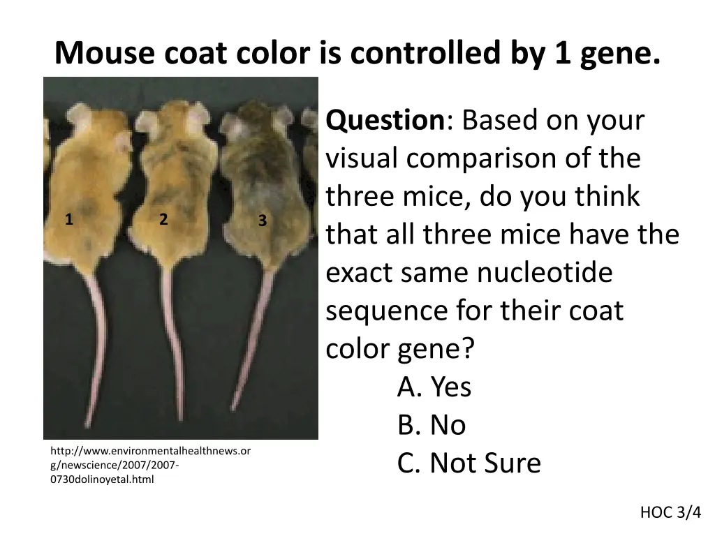 mouse coat color is controlled by 1 gene 1