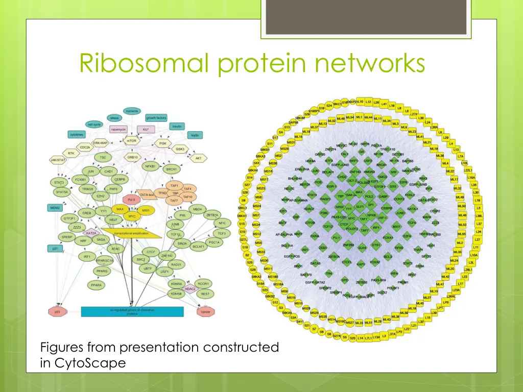 ribosomal protein networks